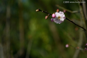 梅花