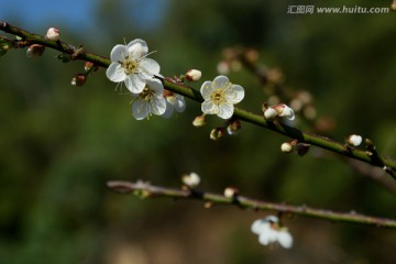 梅花