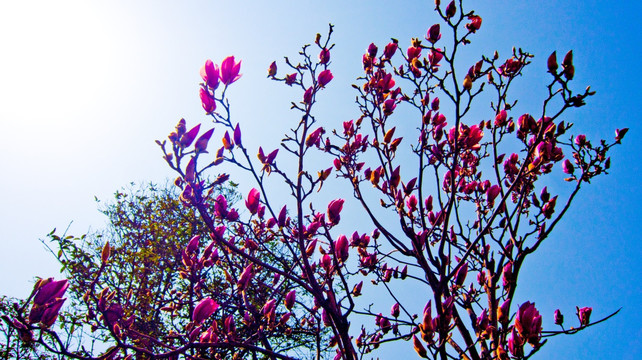 玉兰花 花枝