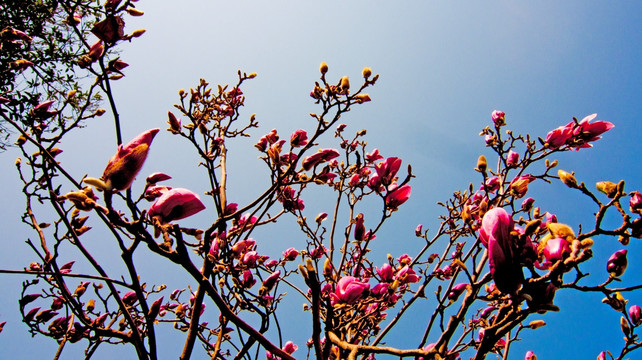 玉兰花 花枝