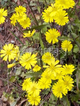 金黄色雏菊 野菊花