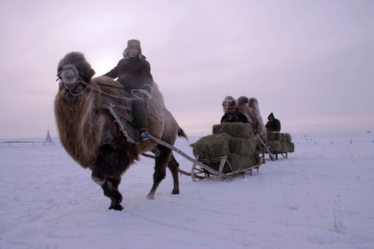 冬天傍晚骆驼拉雪橇
