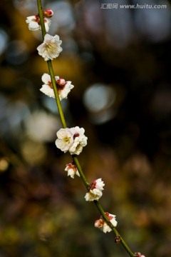 梅花