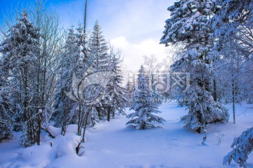 林海雪原 雾凇