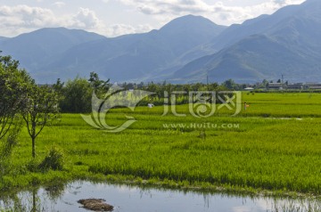 高山水稻