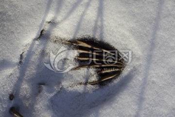 雪地残荷