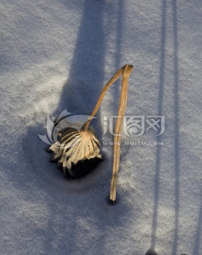 雪地 残荷