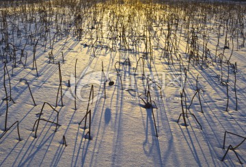 雪地残荷