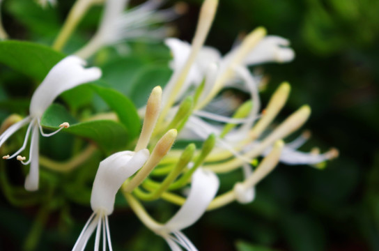 金银花花蕾