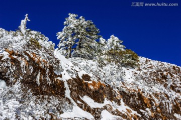 冷杉 昆明轿子雪山