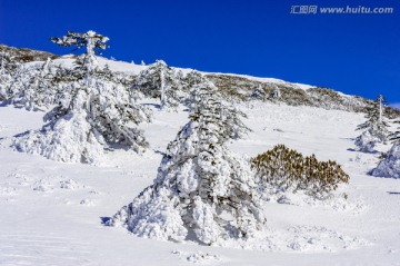 雾凇 昆明轿子雪山