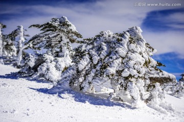 雾凇 昆明轿子雪山