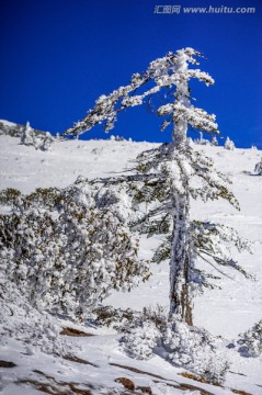 雾凇 昆明轿子雪山