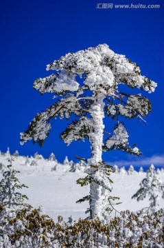 冷杉 昆明轿子雪山