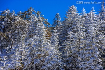 冷杉林 昆明轿子雪山