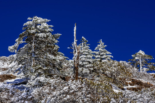 昆明轿子雪山