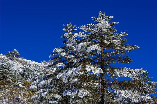 冷杉 昆明轿子雪山