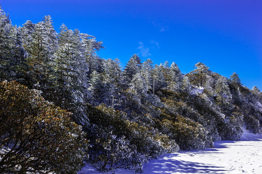 冷杉林 昆明轿子雪山