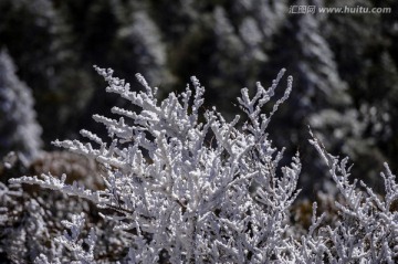 雾凇 昆明轿子雪山