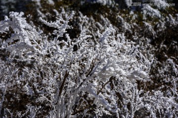 雾凇 昆明轿子雪山