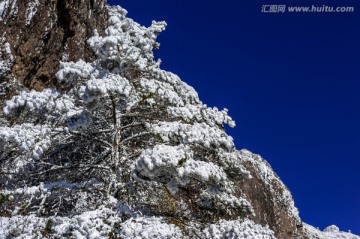 昆明轿子雪山 冷杉