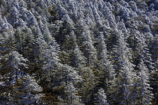 冷杉林 昆明轿子雪山