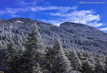 冷杉林 昆明轿子雪山