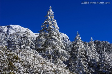 昆明轿子雪山 冷杉林