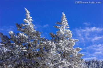 雪景 冷杉