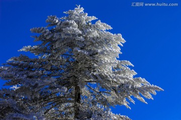冷杉 昆明轎子雪山