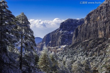 昆明轿子雪山 冷杉林