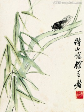 知了 昆蟲