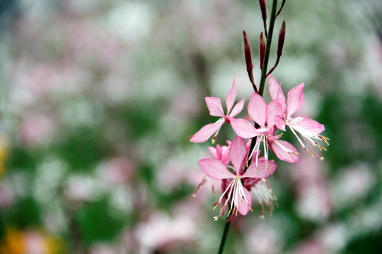 丁香花