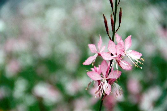 丁香花