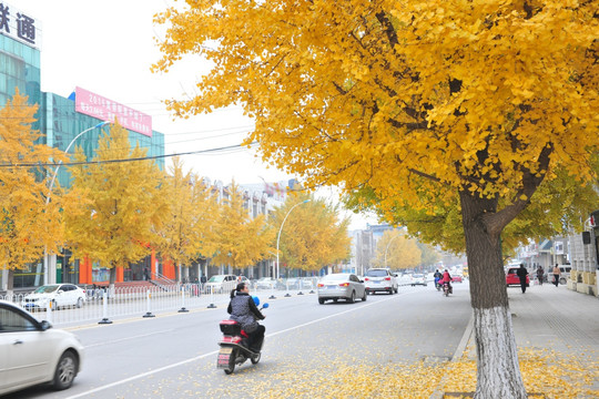 城市道路  城市绿化  园林城