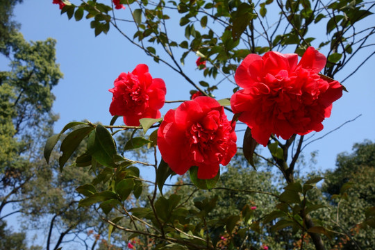 茶花 山茶花 红茶花 花朵