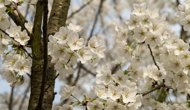 樱花