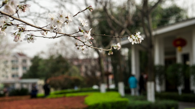 樱花