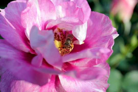 蜜蜂在月季花中采蜜
