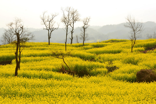 中都油菜花海