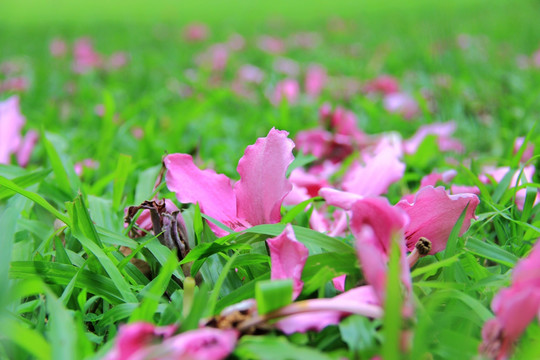 紫荆花花瓣