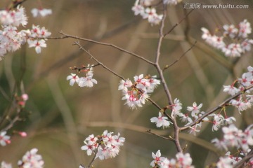 桃花背景