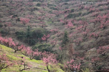 桃花源