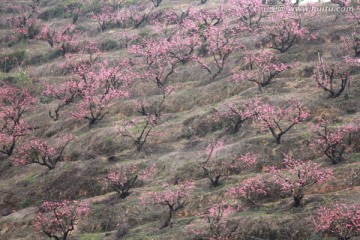 桃花源