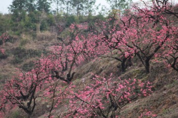 桃花基地