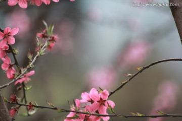 桃花背景