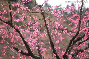 桃花树