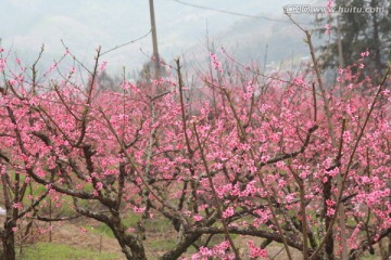 桃花源