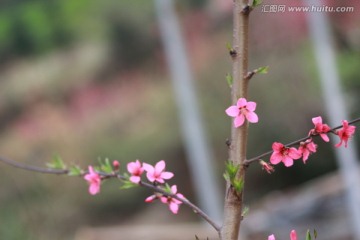 桃花背景