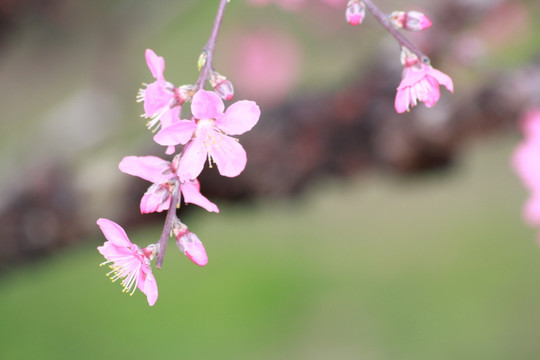 桃花